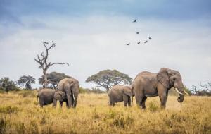 睽卦是吉是凶(睽卦预示什么)