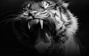 属虎36岁本命年很可怕（我的36岁本命