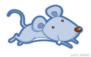 生肖鼠是哪几年(属鼠一生运势)