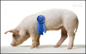 1983年属猪五行属什么(属猪人命运)