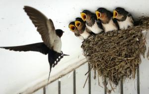 燕子在家里搭窝预示着什么意思