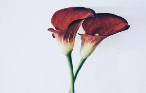 狠起来自己都怕的星座有哪些