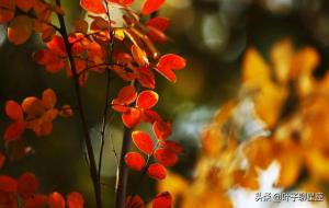 很容易爱上水瓶座的三大星座