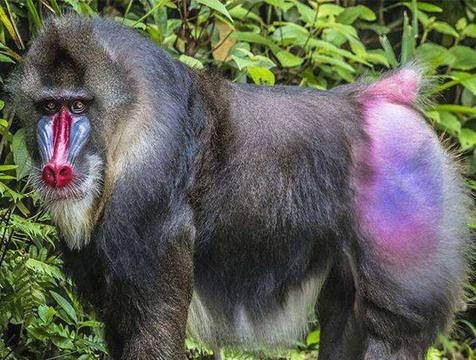 宁遇豺狼,不碰山魈的意思