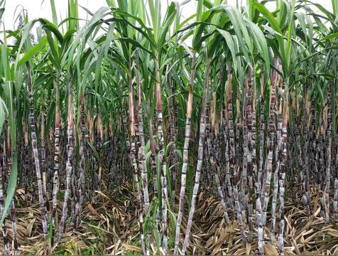 梦见甘蔗是什么预兆(周公解梦)