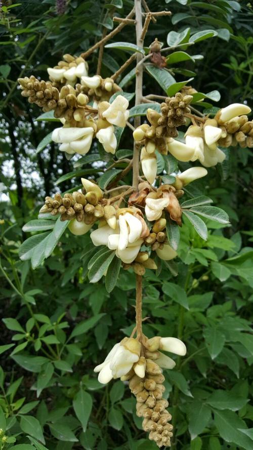 牛大力 功效和作用