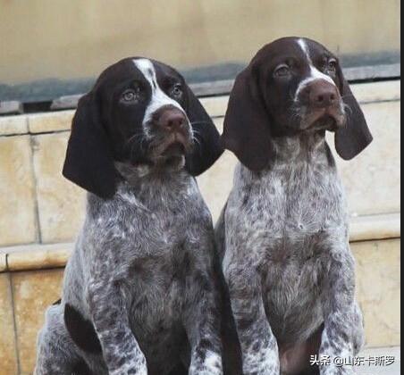 波音达犬好养吗（波音达犬智商排名）