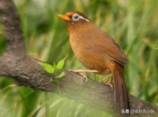 给公画眉鸟提性十分重要