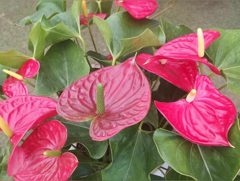 养人又旺财的4种花(招财显富贵)