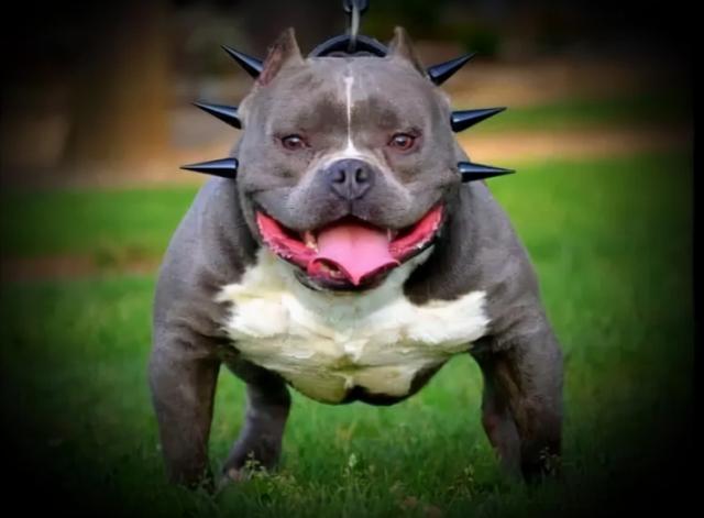 恶霸犬的优缺点及性格