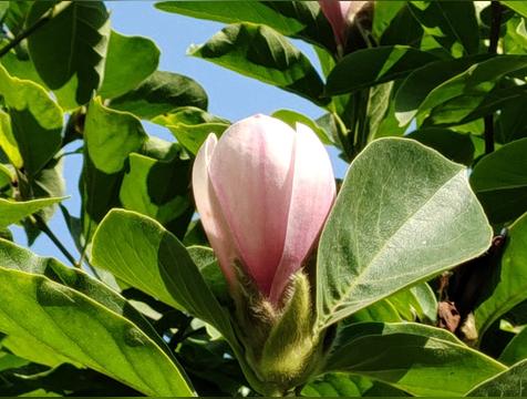 门前栽什么树风水好(门前最旺风水的