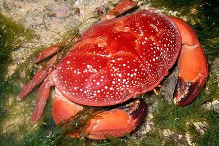 为什么叫正直爱洁蟹? 正直爱洁蟹