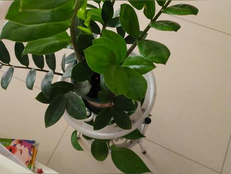 什么植物跟钱有关（招财旺运）