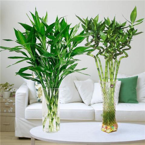 富贵竹的寓意和象征(一般养几根旺财)