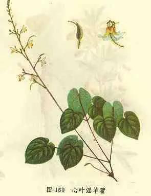 三枝九叶草的别名叫什么(淫羊藿)