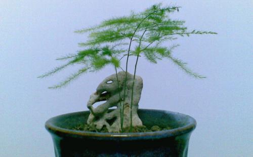 哪四种人不能养文竹（养文竹的寓意）