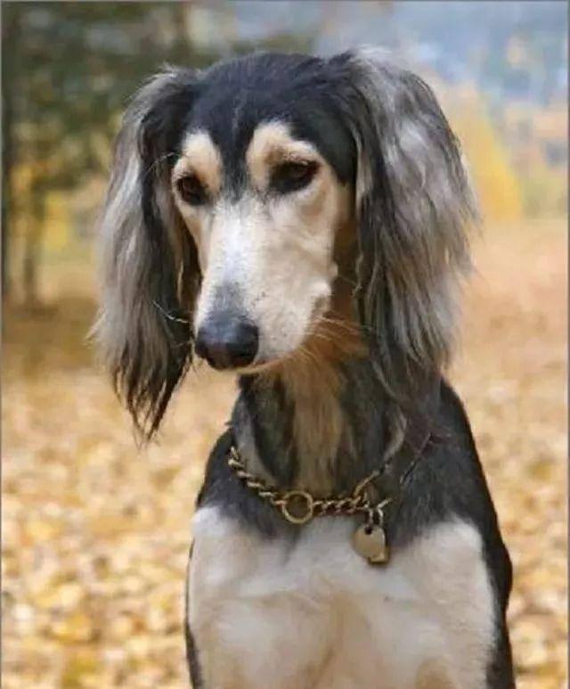 萨路基犬比灵缇快吗（特点）