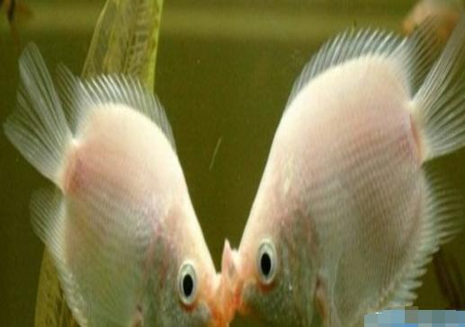 接吻鱼为什么会接吻(接吻鱼接吻是打架吗)