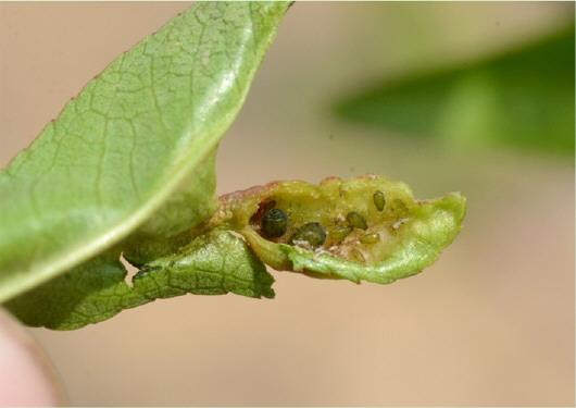 桃花是什么季节开的(春天)