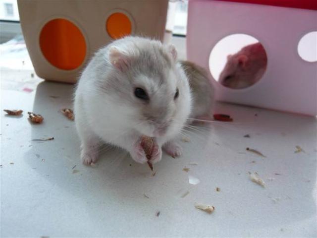 奶茶仓鼠:三线仓鼠最漂亮的一种!