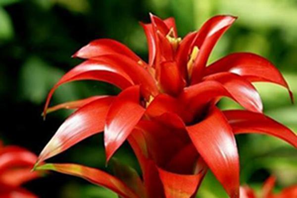 鸿运当头十大禁忌,鸿运当头花怎么养