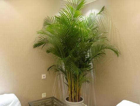 竹柏树的寓意象征是什么