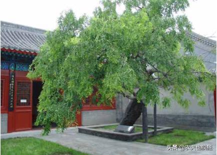 门前比较旺的三种树