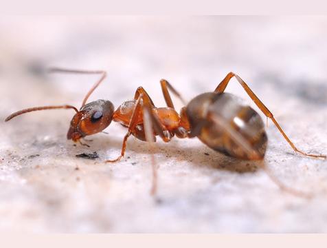 蚂蚁进屋十大预兆