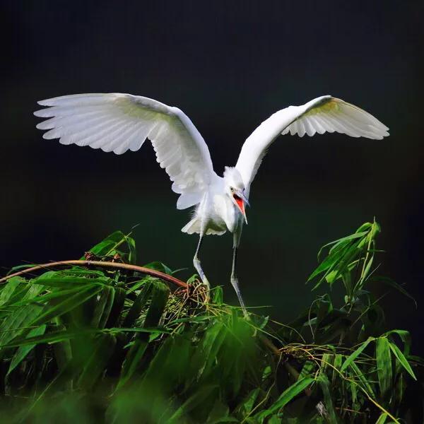 白鹭的资料简单介绍