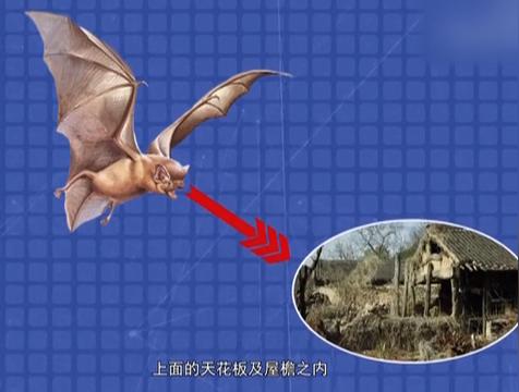 蝙蝠入屋是不吉利的吗