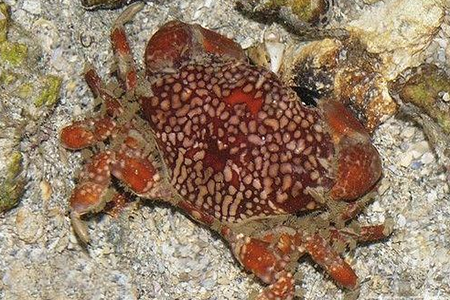 正直爱洁蟹有毒吗 正直爱洁蟹