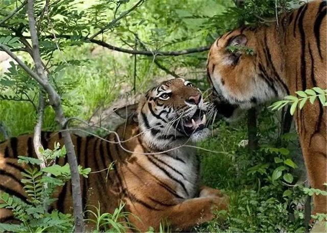 华北虎灭绝了吗（灭绝时间）