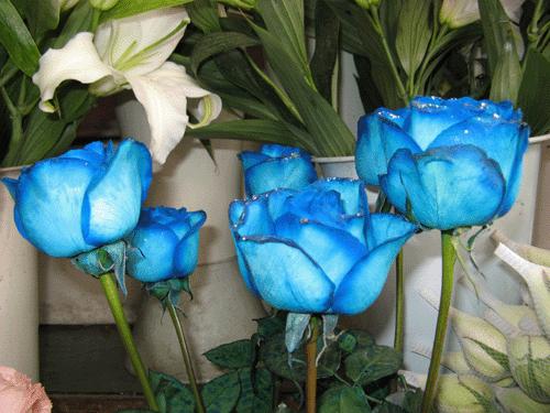 生日花语366天完整版（1月至12月）