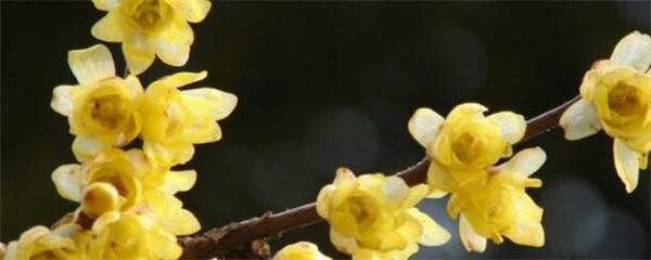 腊梅树长什么样子（风水禁忌）