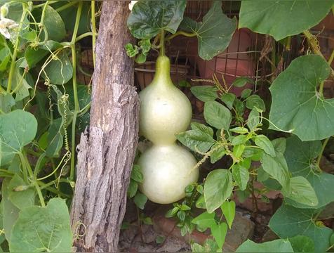 家里为什么不能种葫芦