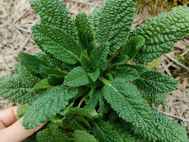 癞蛤蟆草的好处