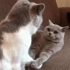 女的为什么不能养公猫