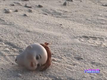 寄居蟹的危害有多可怕