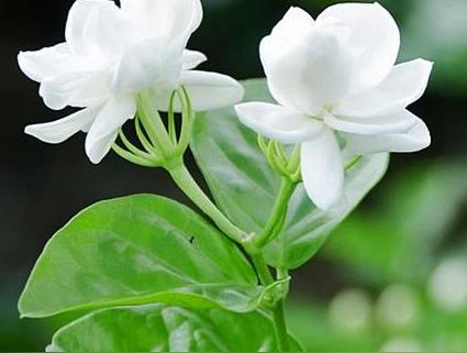 10种代表夏天的花