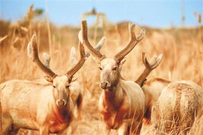 四不像是什么动物（麋鹿）