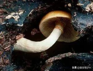 不起眼的蘑菇能吃吗(秋日小圆帽 死亡帽)