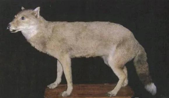 已经灭绝的狼有哪些