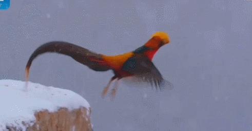 红腹锦鸡是国鸟吗(是几级保护动物)