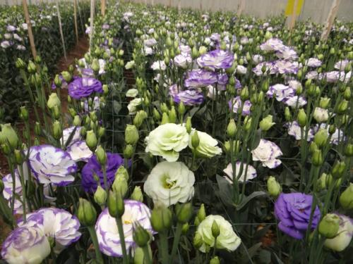 洋桔梗花语是什么