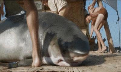 鲸鲨、姥鲨、巨口鲨(鲨鱼家族的三个异类)