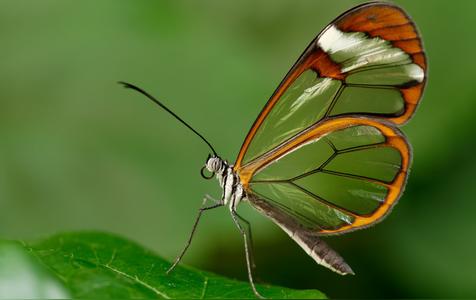 蝴蝶进屋十大预兆（蝴蝶飞进家里代表什么）