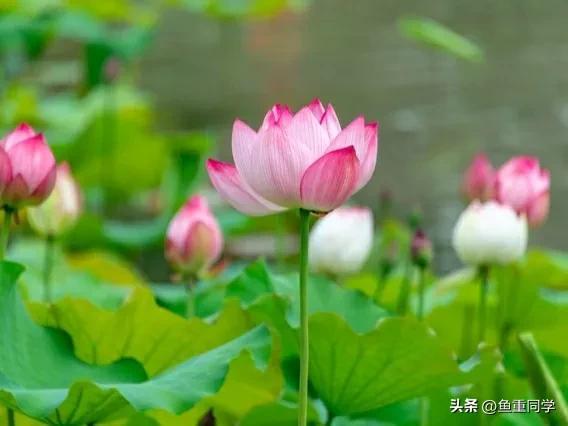 药王菩萨生日是哪天(农历四月二十八