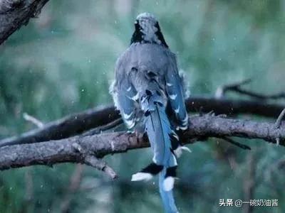 蓝桉已遇释槐鸟的意思（下一句是什么）