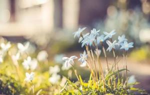 海燕的寓意和象征意义