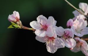 梅花和桃花的区别